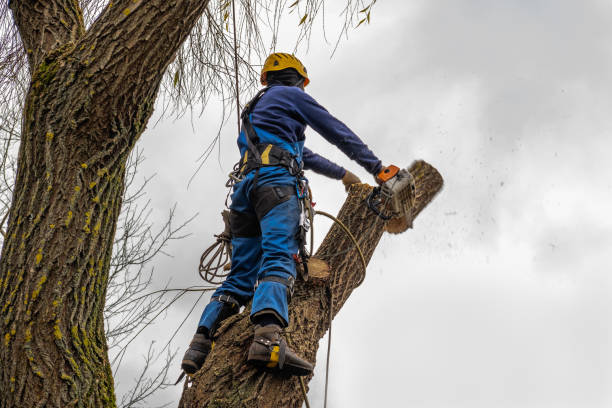 Best Tree Risk Assessment  in Irmo, SC