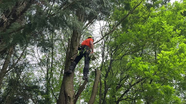  Irmo, SC Tree Services Pros