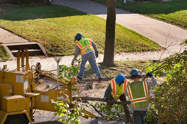 How Our Tree Care Process Works  in  Irmo, SC