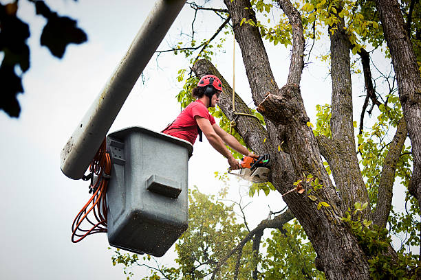 Best Tree Maintenance Programs  in Irmo, SC