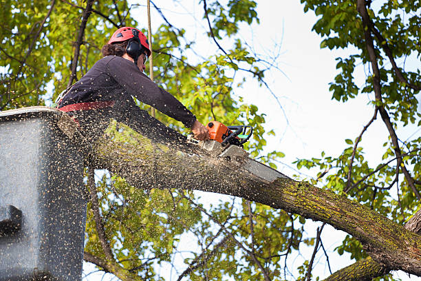 Best Hazardous Tree Removal  in Irmo, SC