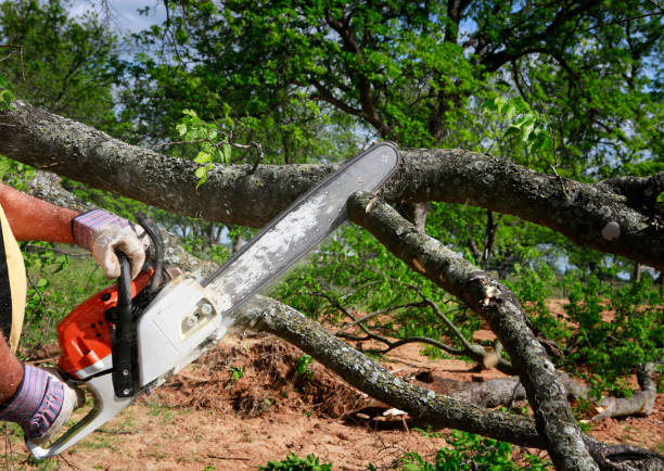 Best Tree Disease Treatment  in Irmo, SC